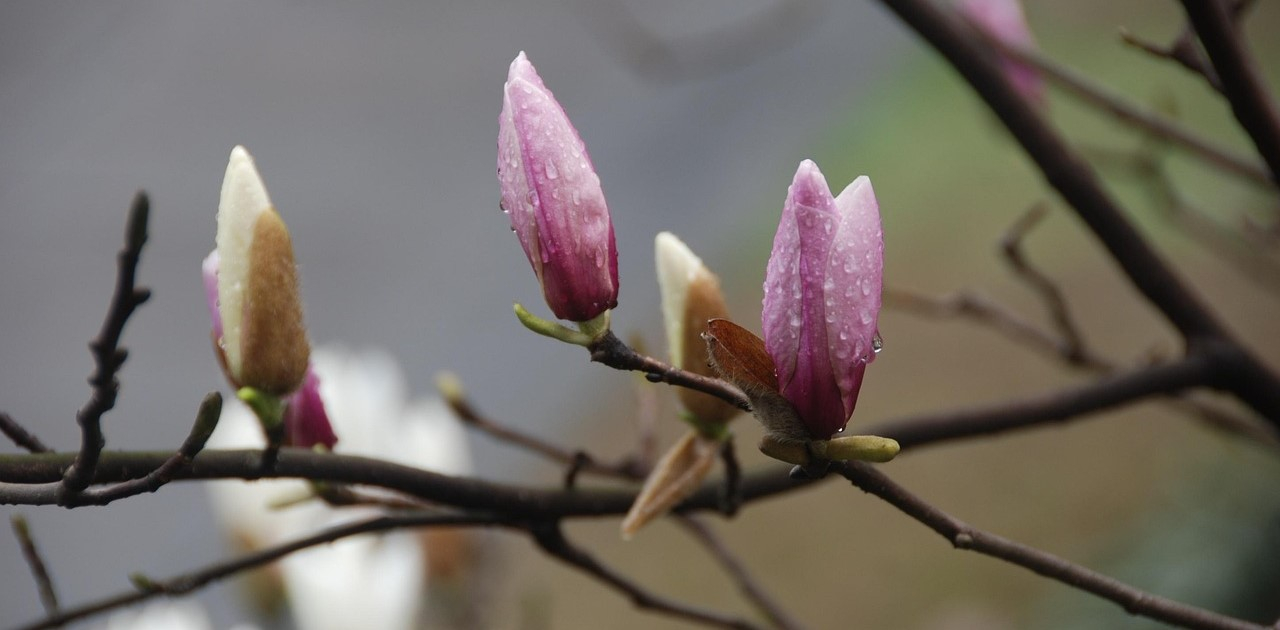 Um par de magnólias com botões de flores em delicados tons de rosa. O fundo é desfocado e verde. As gotas de chuva agarram-se às pétalas.