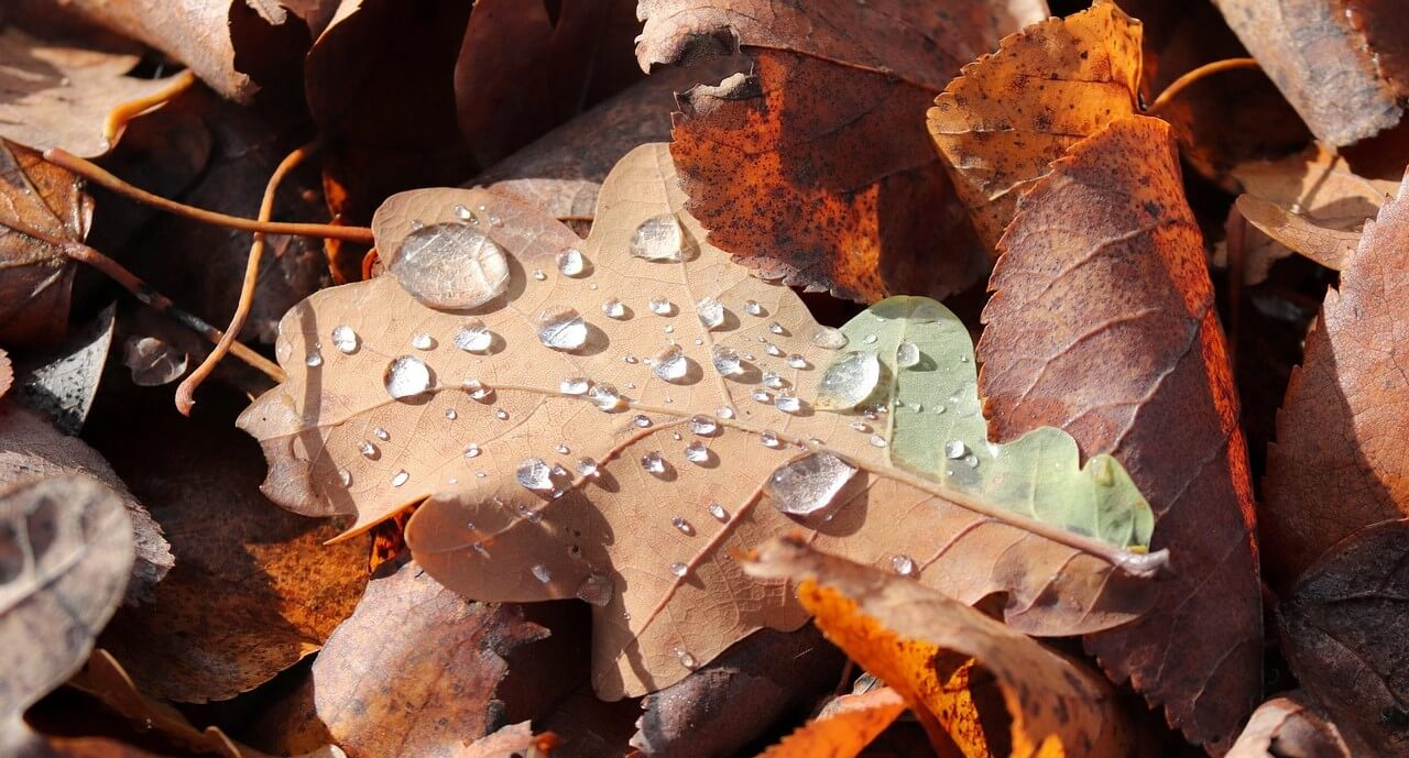 Folhas de carvalho castanhas com gotas de chuva iluminadas pelo sol.